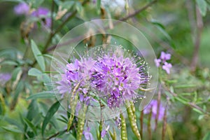 Rocky Mountain bee-weed, Cleome serrulata, flowers and seedpods photo